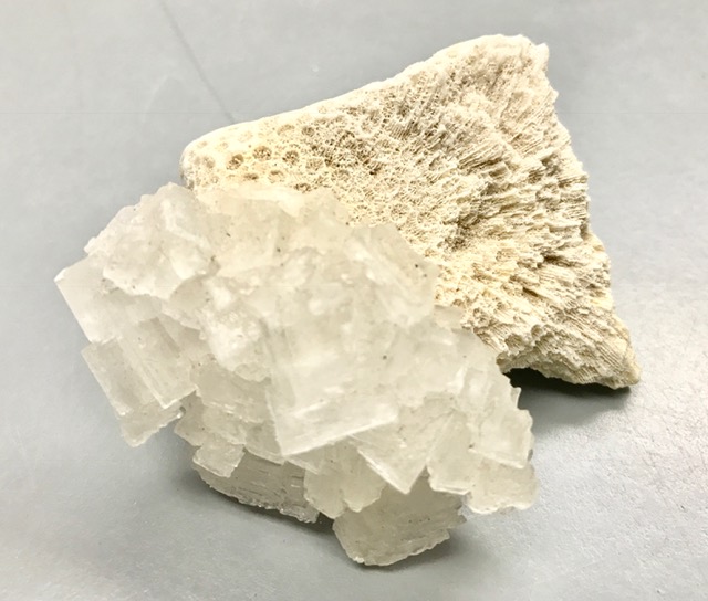 Salt crystal attached to a piece of coral