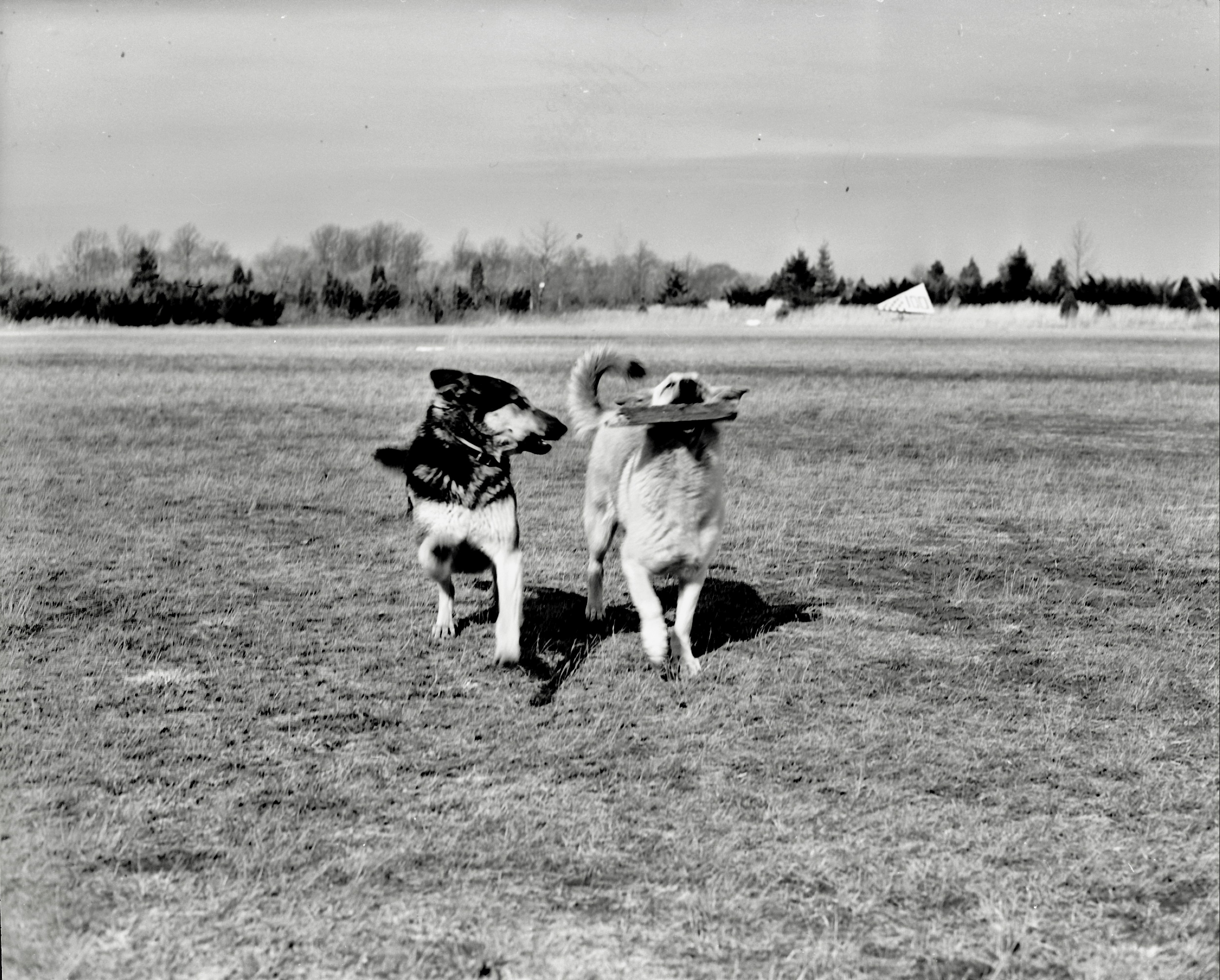 Black and white image of two dogs in an airport field. One is carrying a large stick.