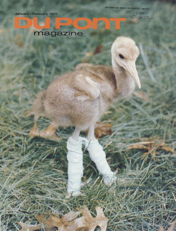 Magazine cover featuring a color photograph of a baby saras crane with leg casts. Cute, not sad.
