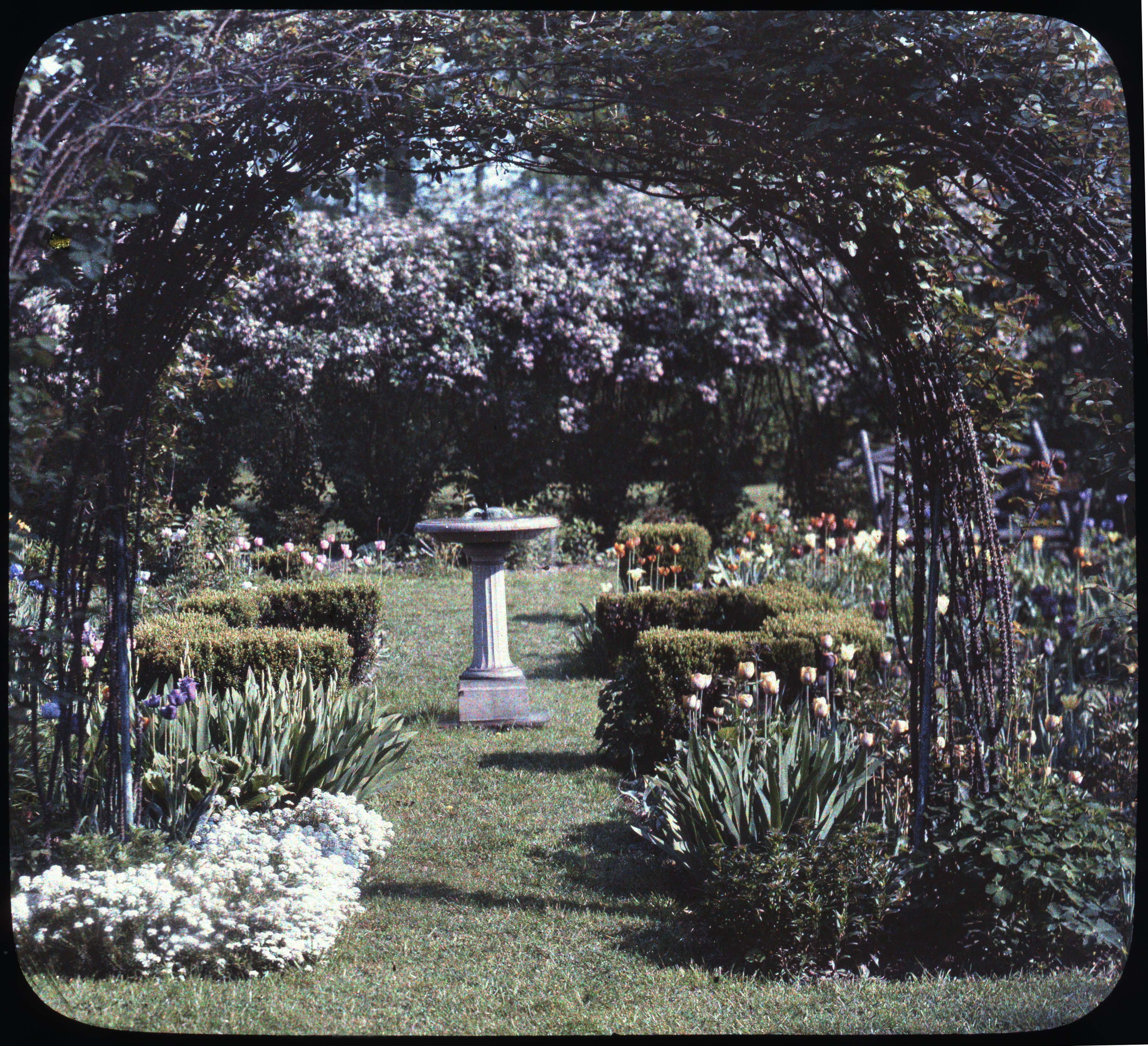 Autochrome transparency showing a trellised garden with candytuft, tulips and ionicera.