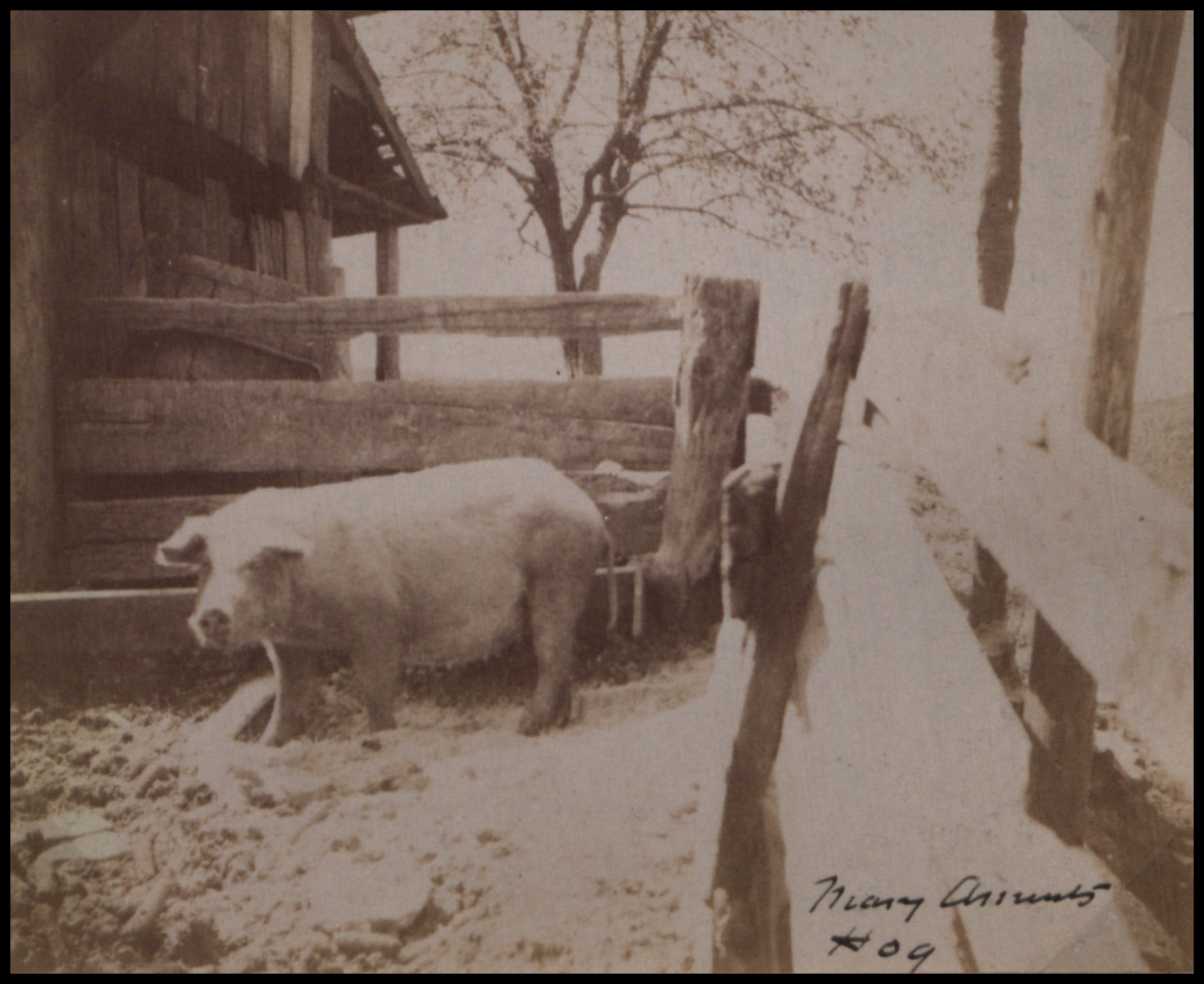 Photograph of a pig in a pen.