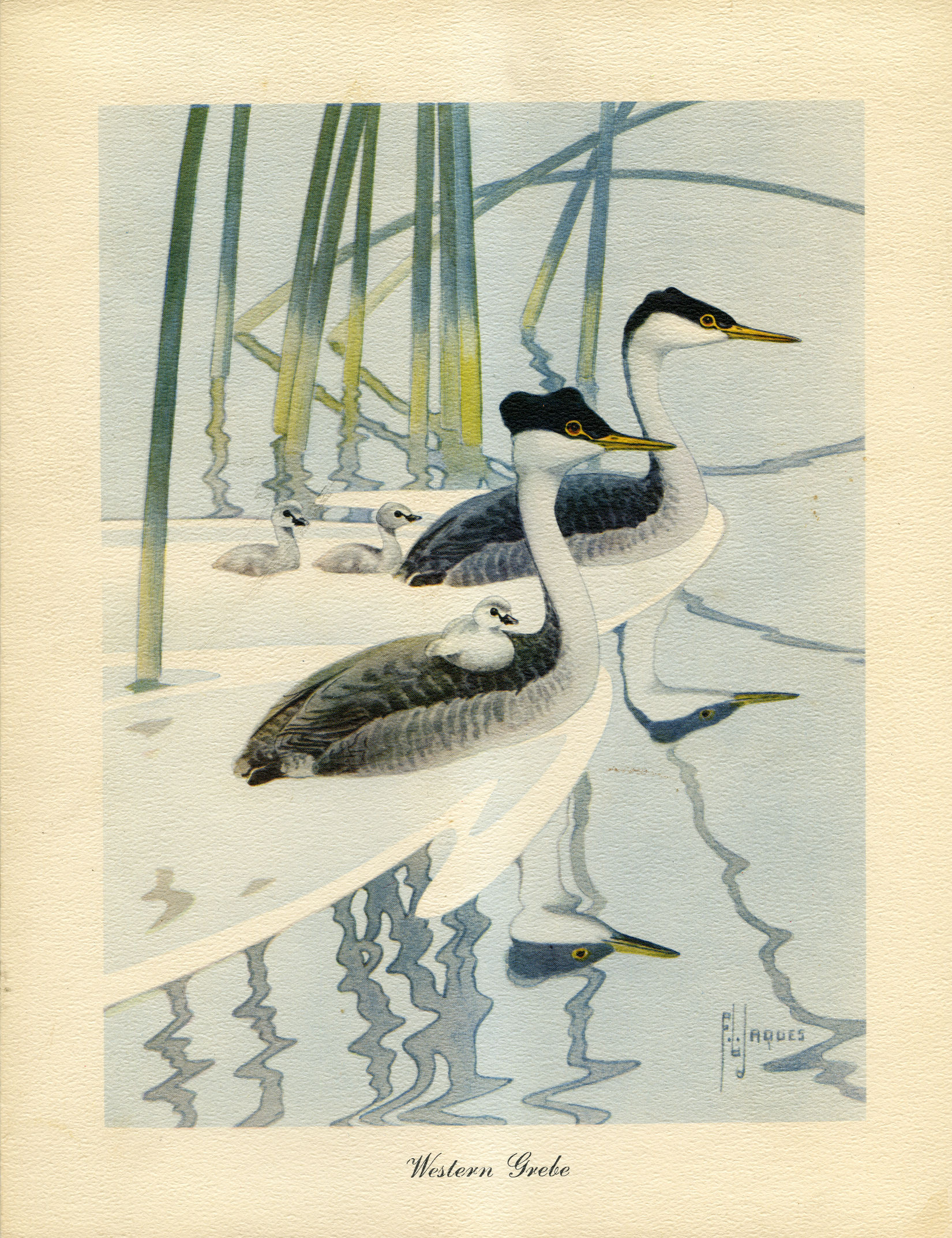 Painting of Western Grebe birds with baby chicks