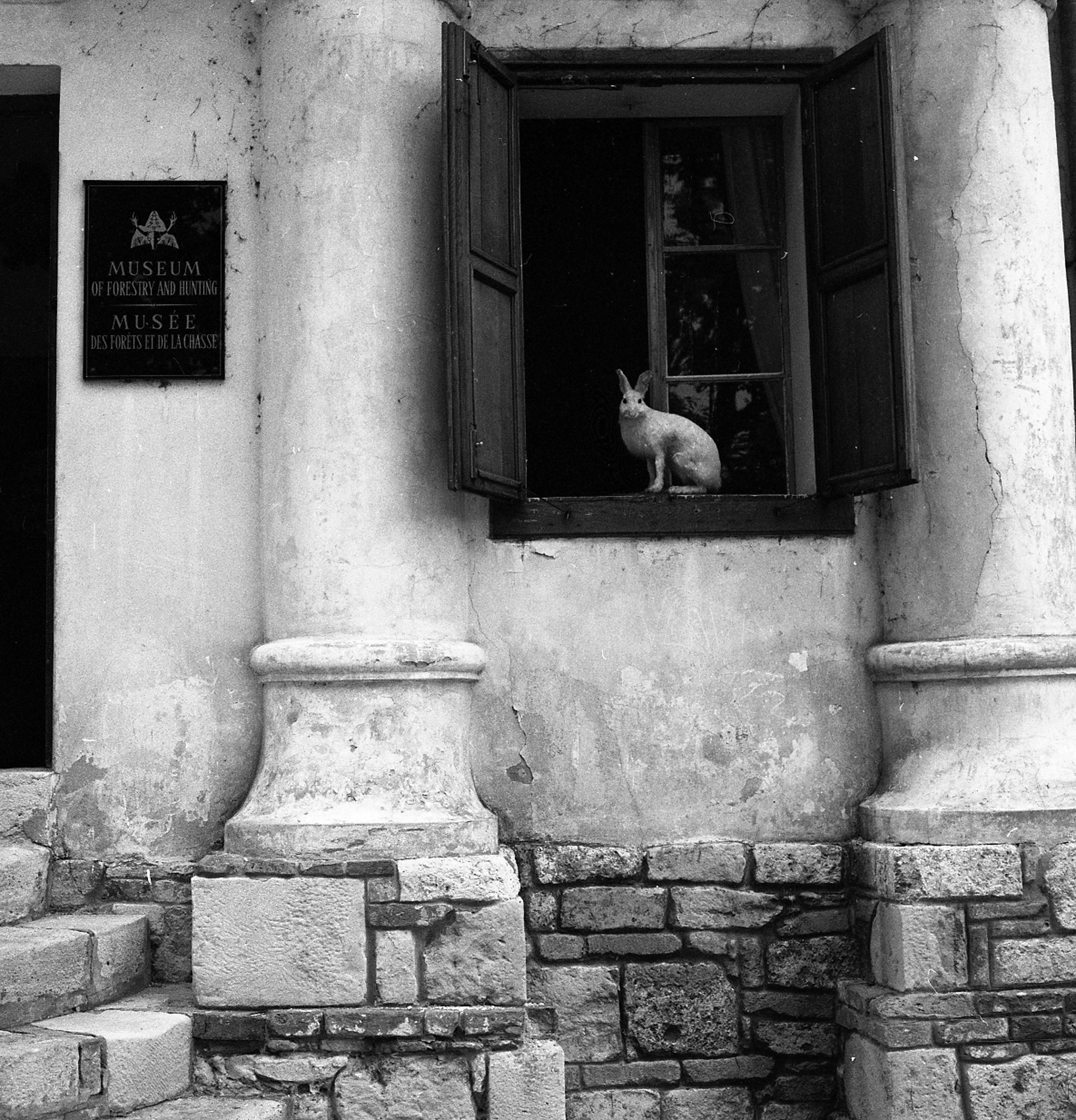Black and white image of a rabbit statue in the window of the Museum of Forestry and Hunting