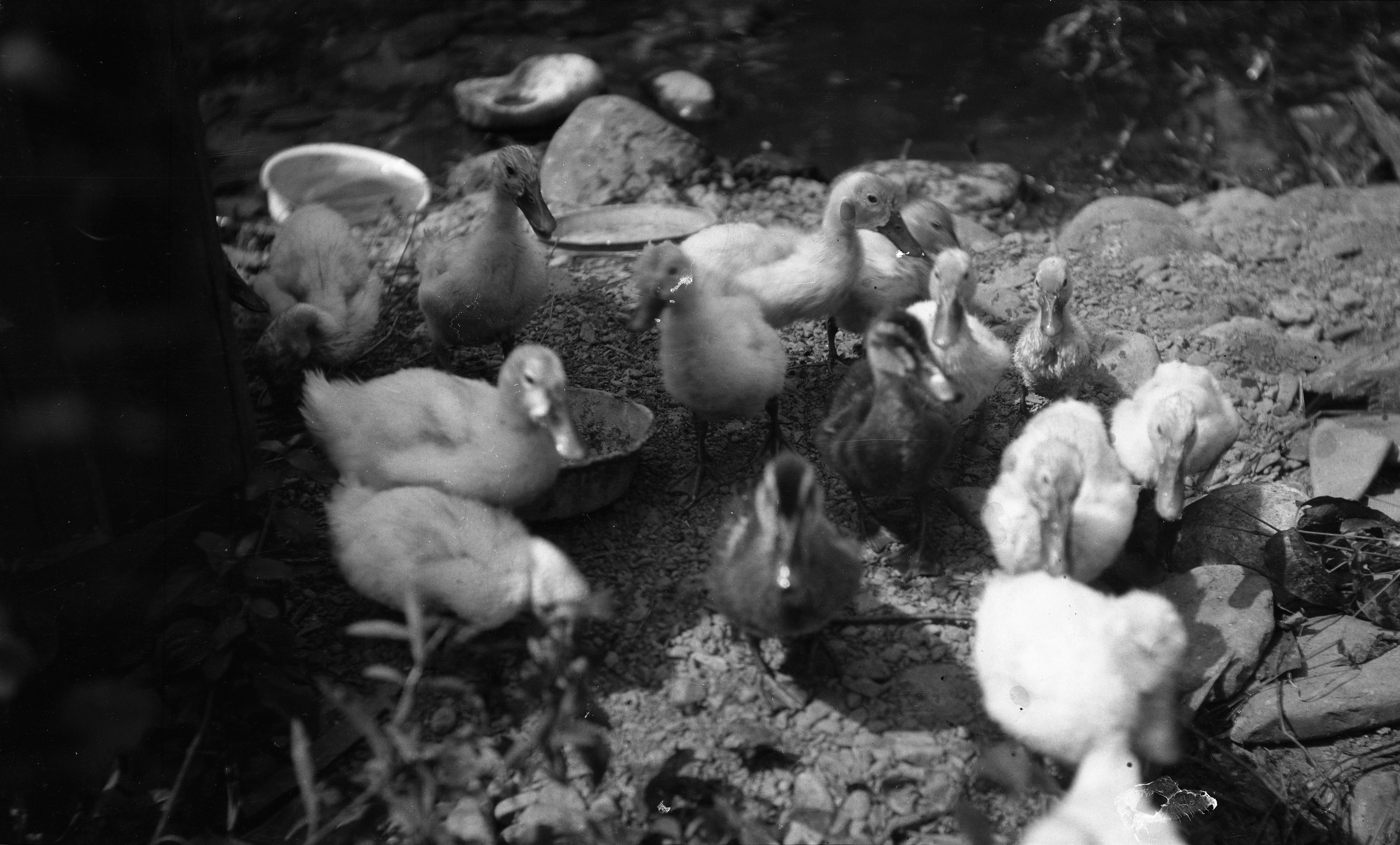 Black and white photograph of ducklings