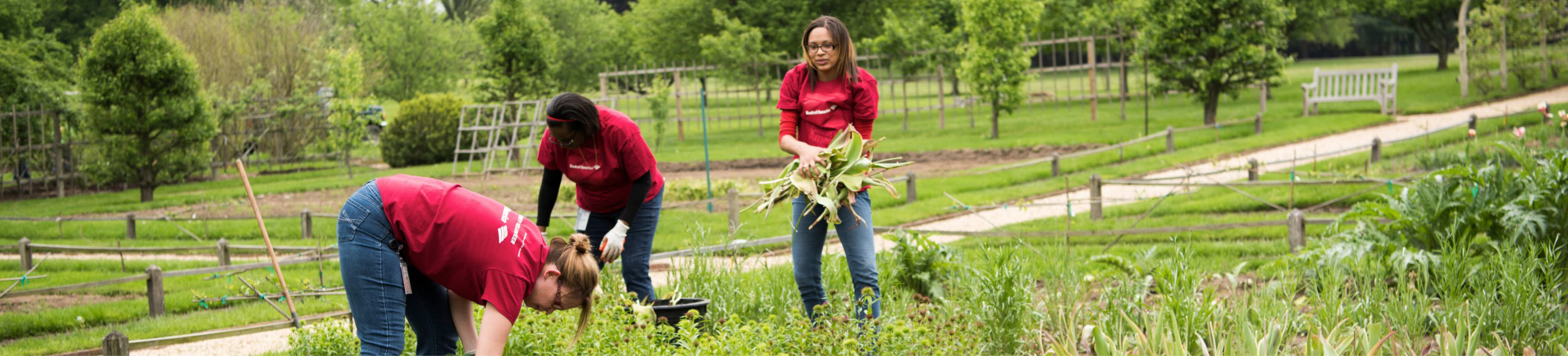 volunteers at hagley working in the garden