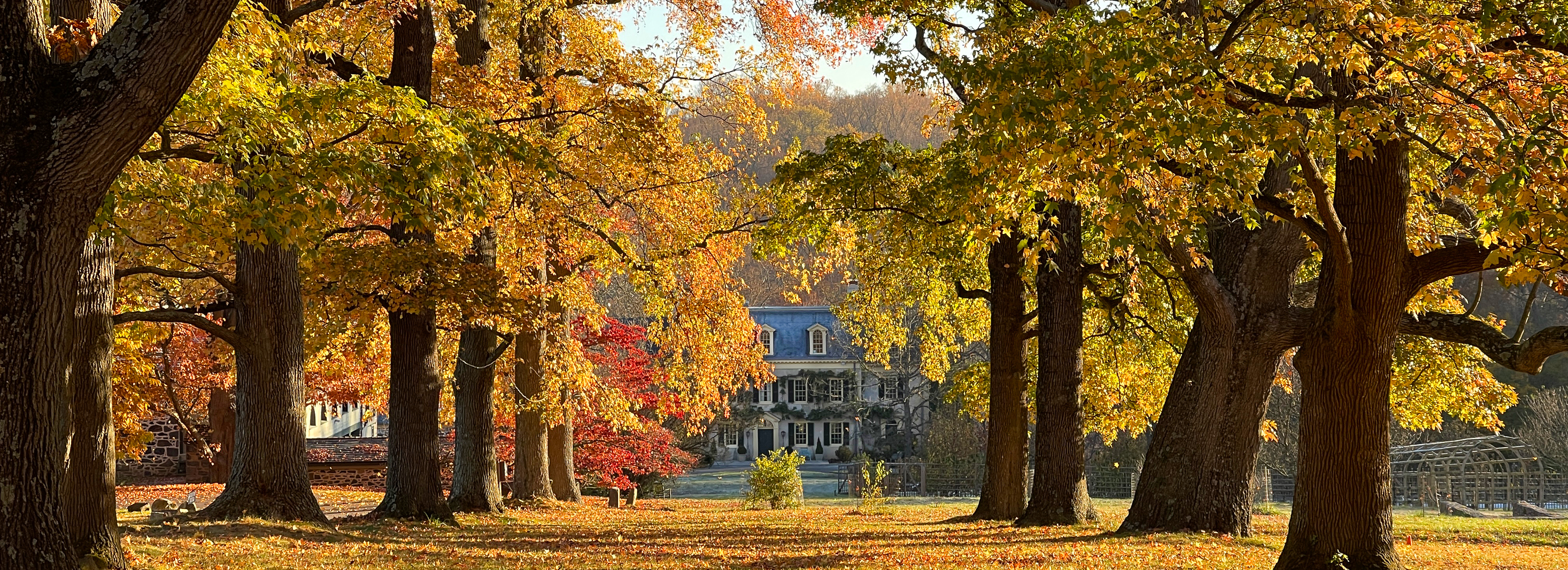 Hagley Fall Allee