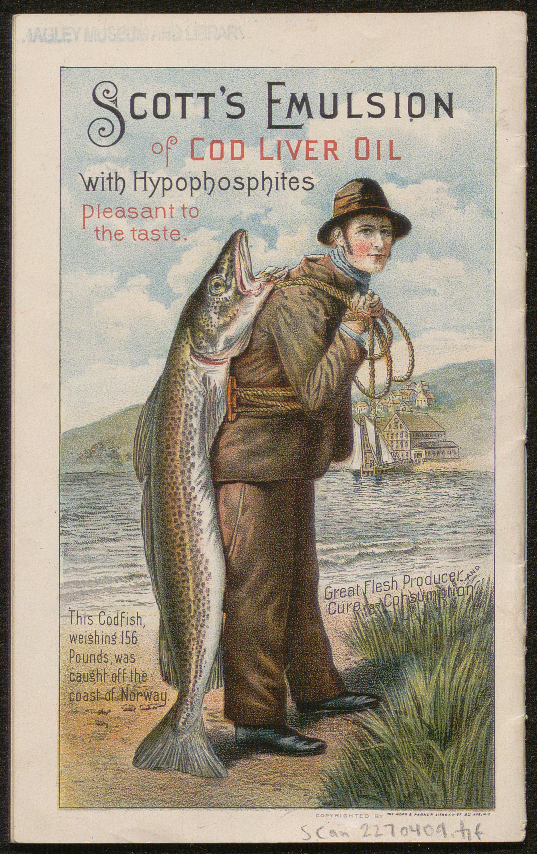 Advertisement for cold liver oil. Illustration of a man carrying a very large codfish on his back.
