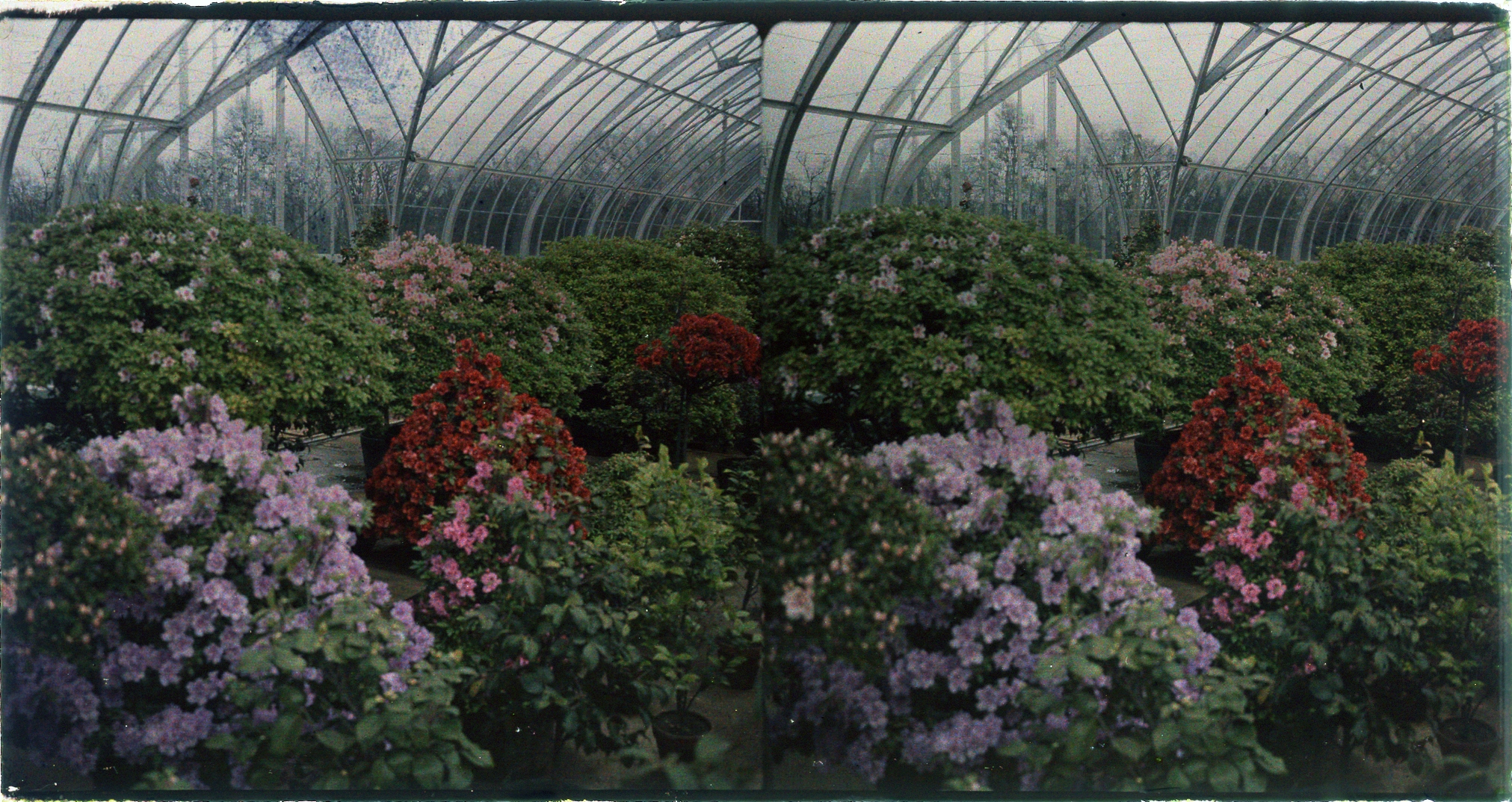 Stereoview of flowers in the conservatory greenhouse of Longwood Gardens.