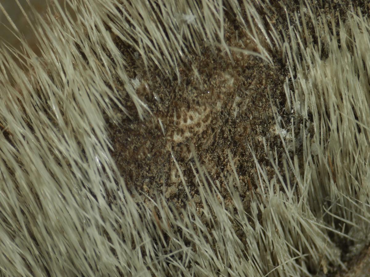 Bare spot on camel thong showing follicle pattern