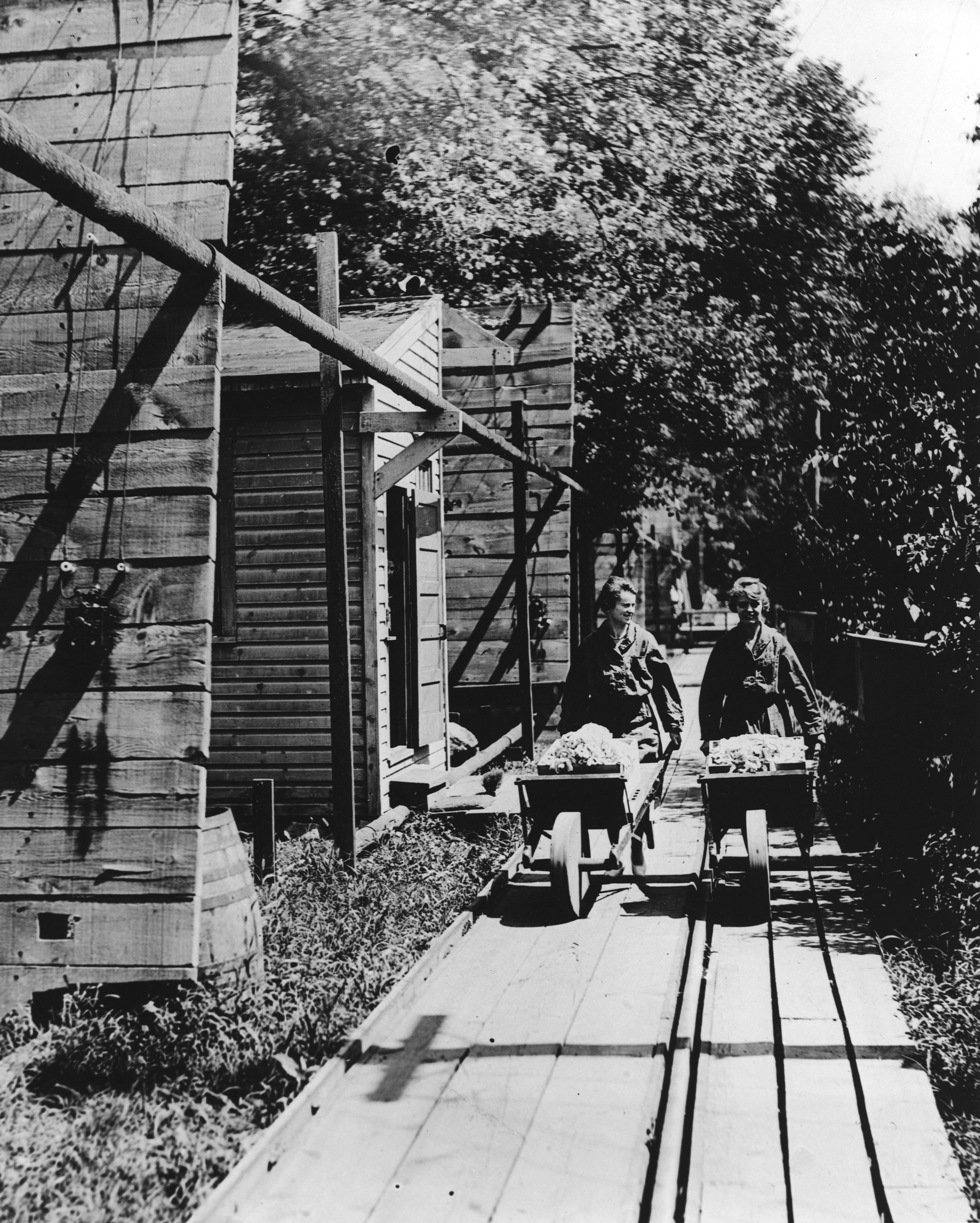 Black and white photograph of two women transporting material in wheelbarrows along a wooden walkway next to buildings.
