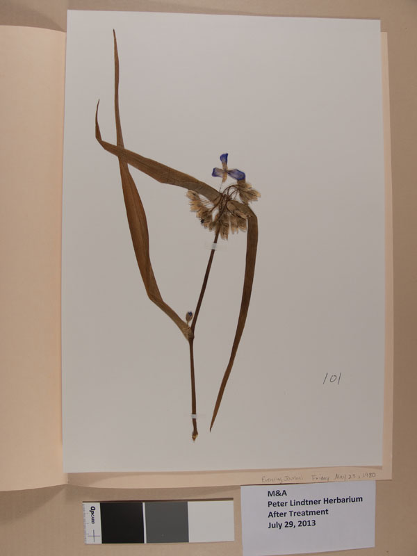 Herbarium after treatment