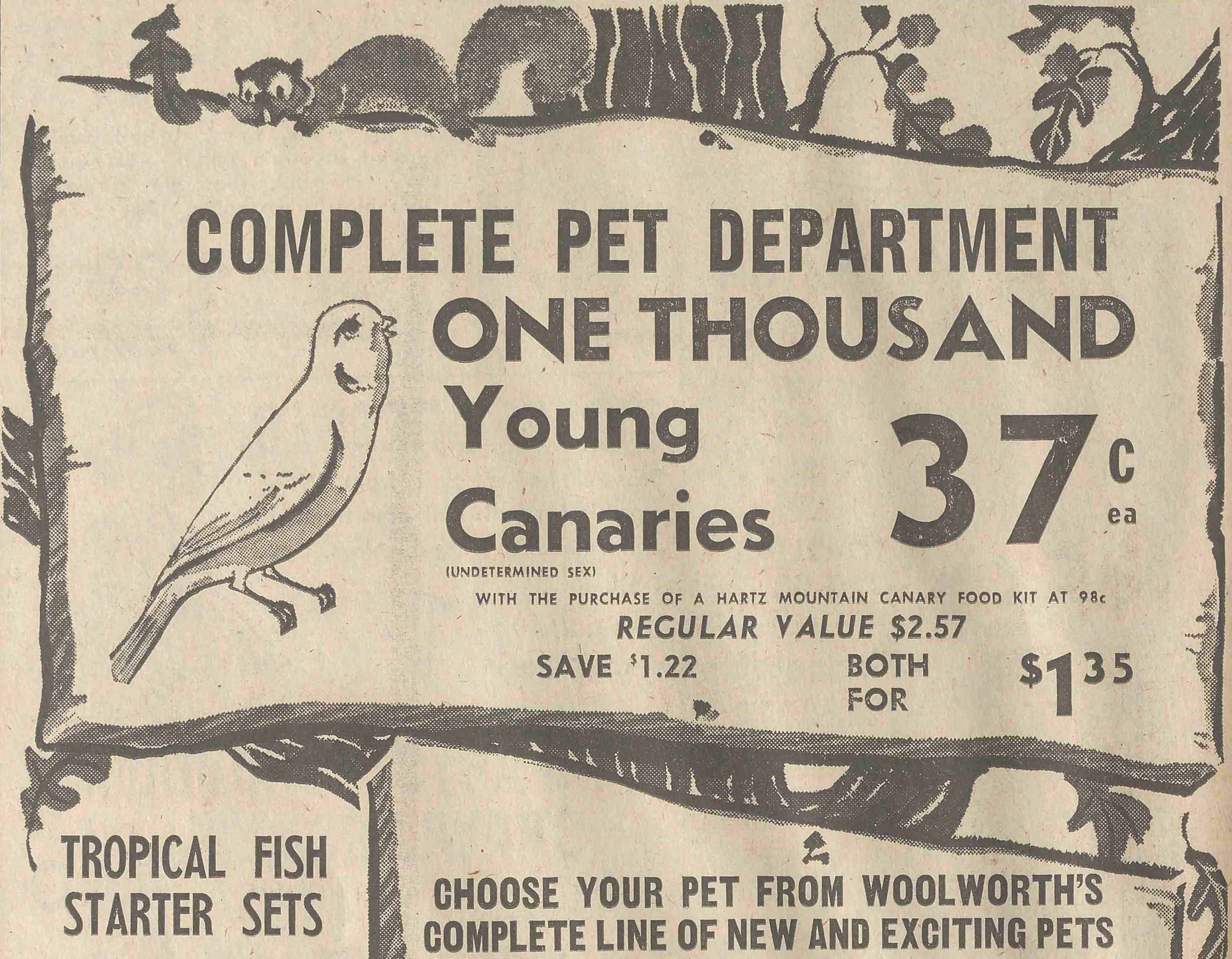 Newspaper clipping advertising "One Thousand Young Canaries" with illustrations of a bird and squirrel.