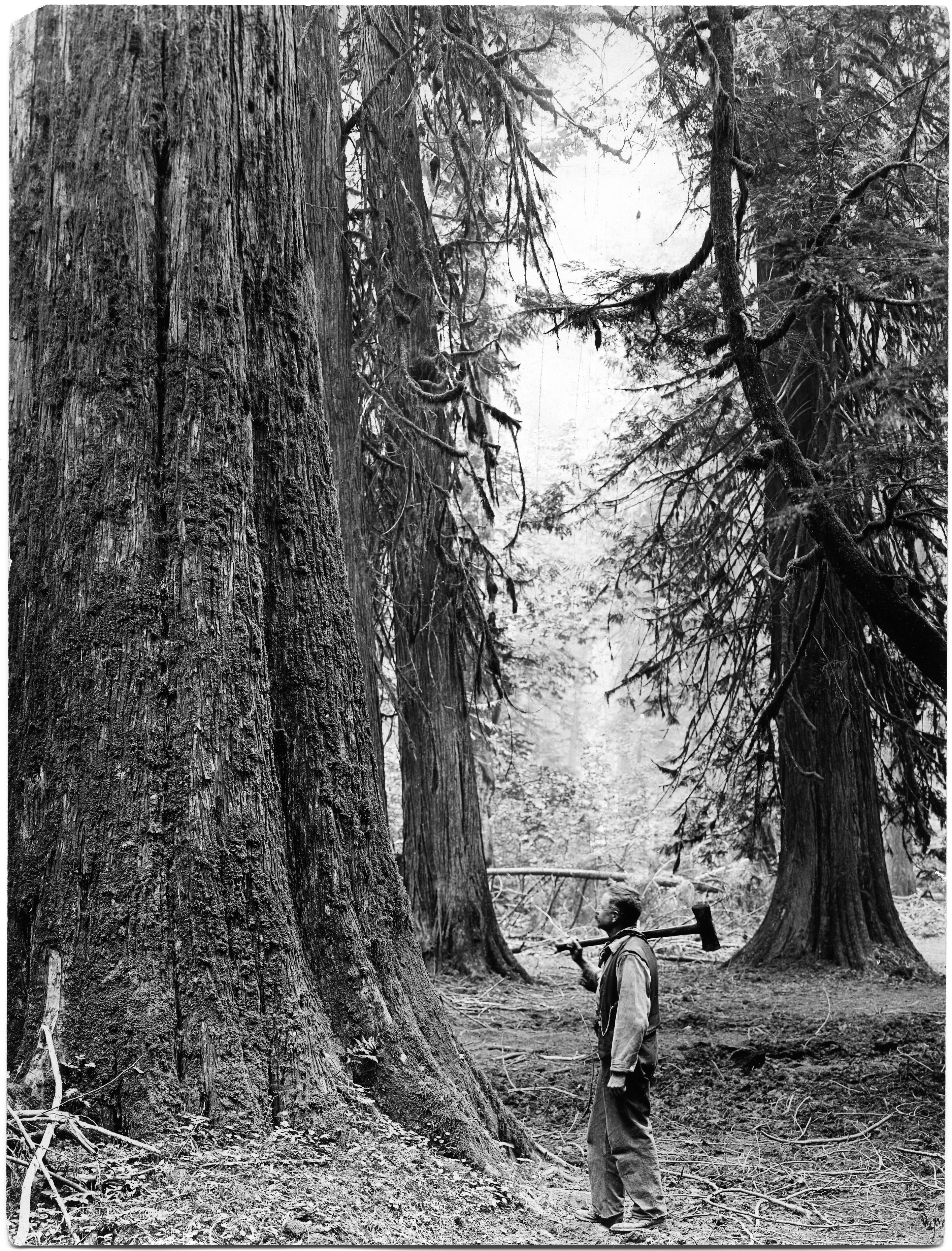 Black and white image of a man with an axe standing in a forest of massive Giant Douglas Fir trees.