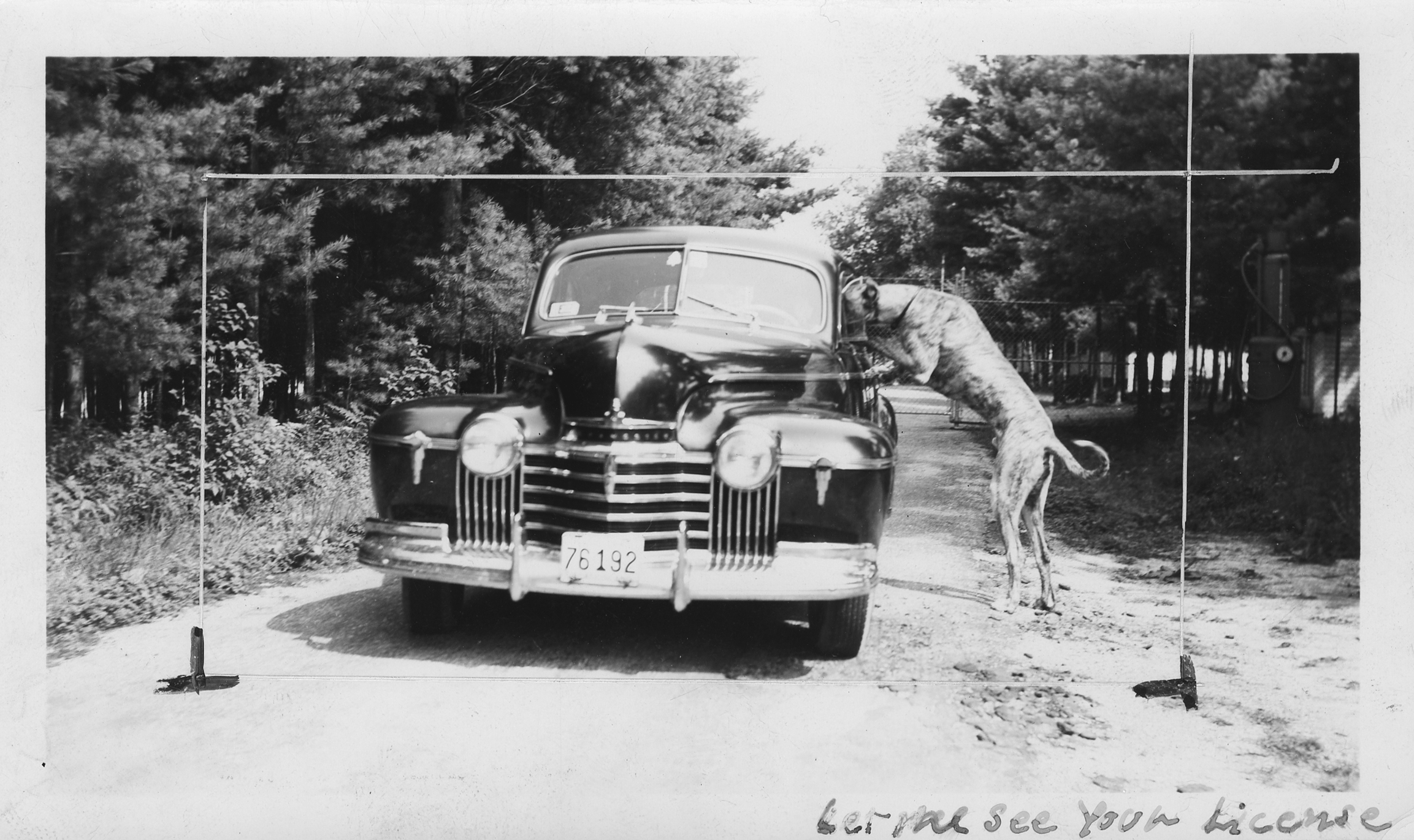Black and white photograph of a large dog with its forelegs and head in the driver's side window of a car. Text reads "Let me see your liicense".