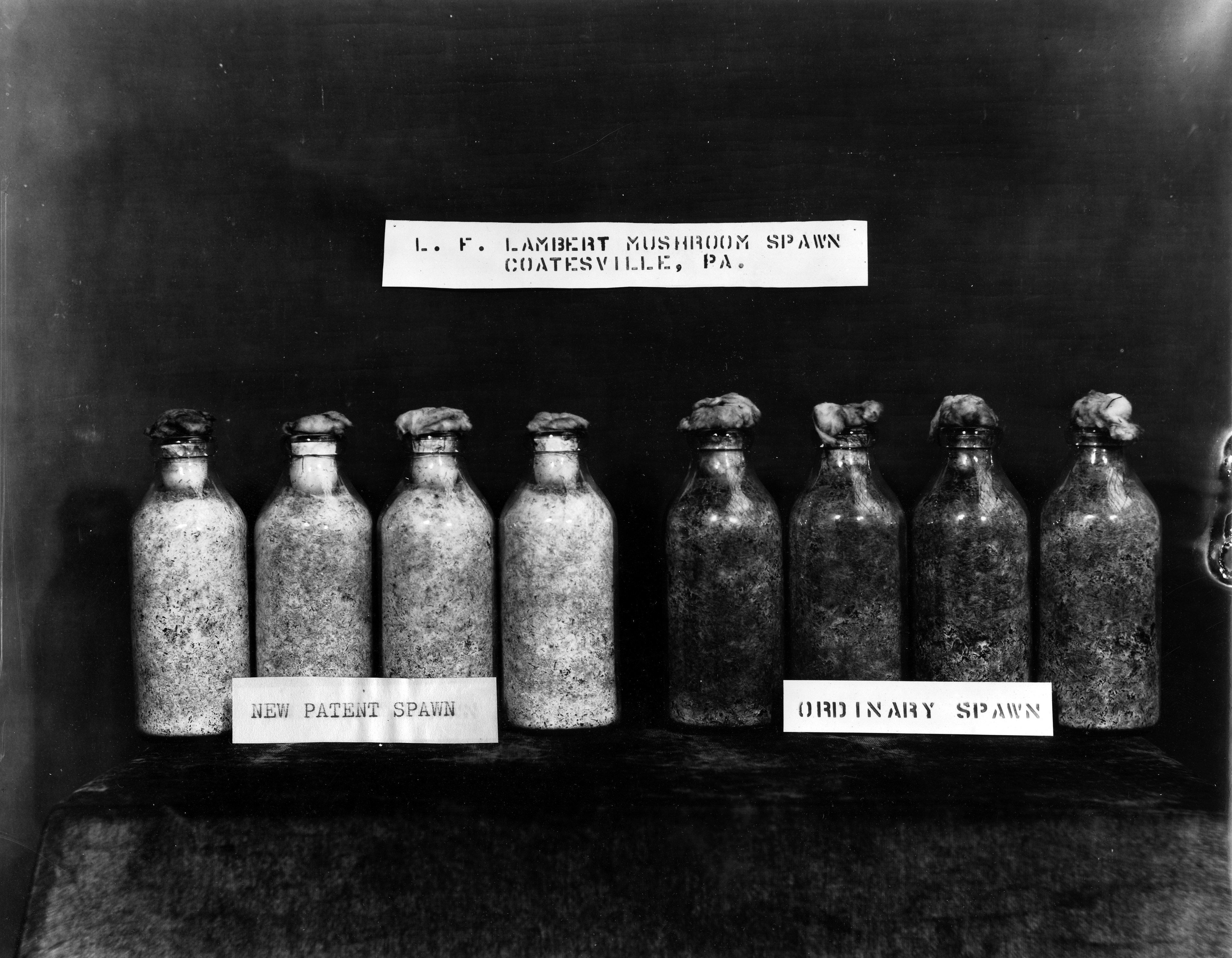 Black and white photograph of two sets of bottles. L.F. Lambert's pure culture spawn for the Snow White mushroom shown on left; on the right is conventional spawn.