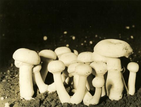 Lambert's "Snow White" mushrooms