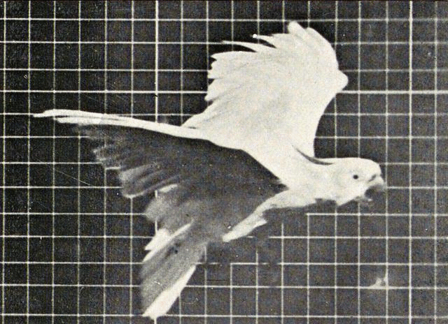 Gif showing a parrot in flight made from motion capture photographs.