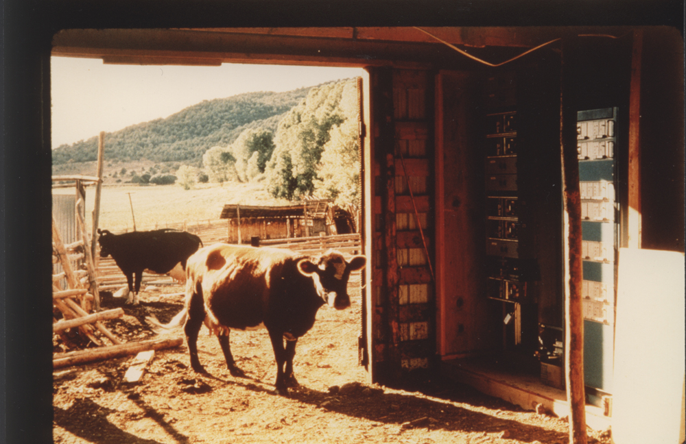 Cows in microwave tower shelter