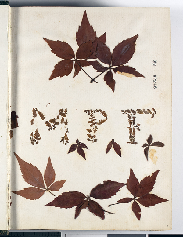Page of botanical samples in the journal of Mary Pauline Foster du Pont