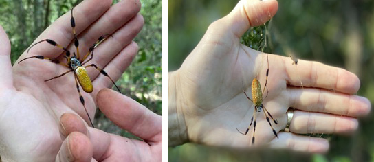 Golden Orb Weaver Spider (Triconophilia Nevipes)
