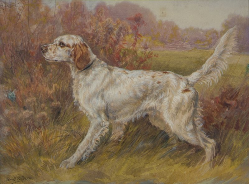 1906 National Field Trial Champion English Setter “Pioneer” (#54.1.316)