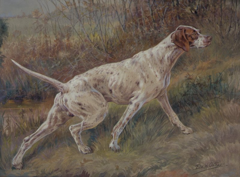 1909 National Field Trial Champion English Pointer “Manitoba Rap” (#54.1.309)