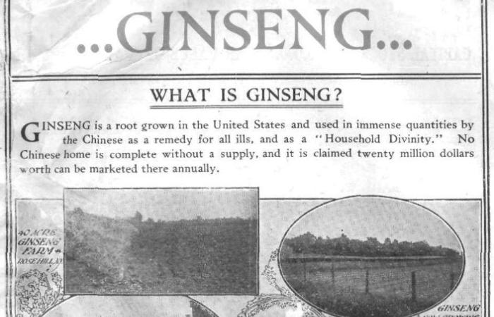 Ginseng: The Gold Winner