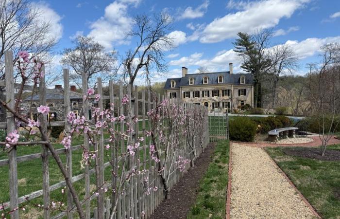 pink peach palmettes at hagley