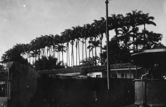 Black and white palm trees