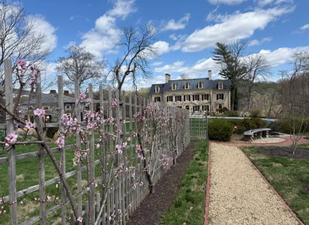 pink peach palmettes at hagley