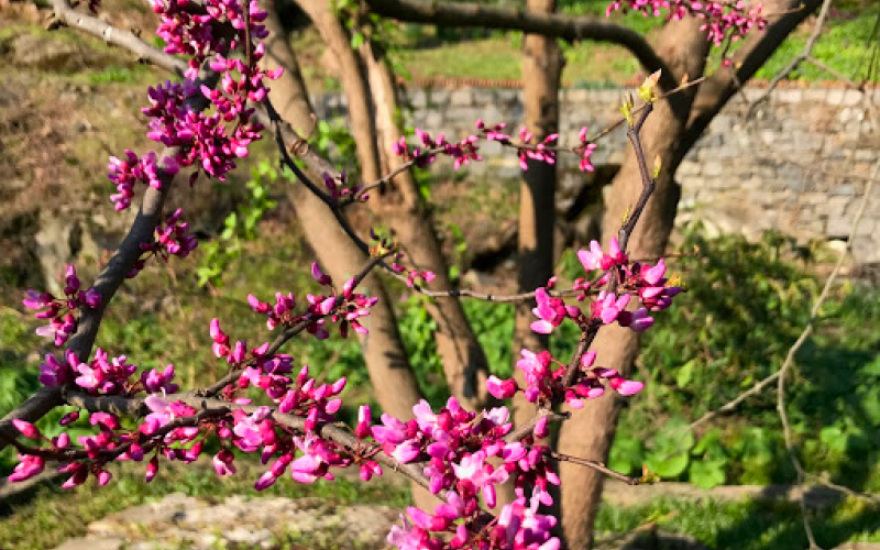 Cercis canadensis.png