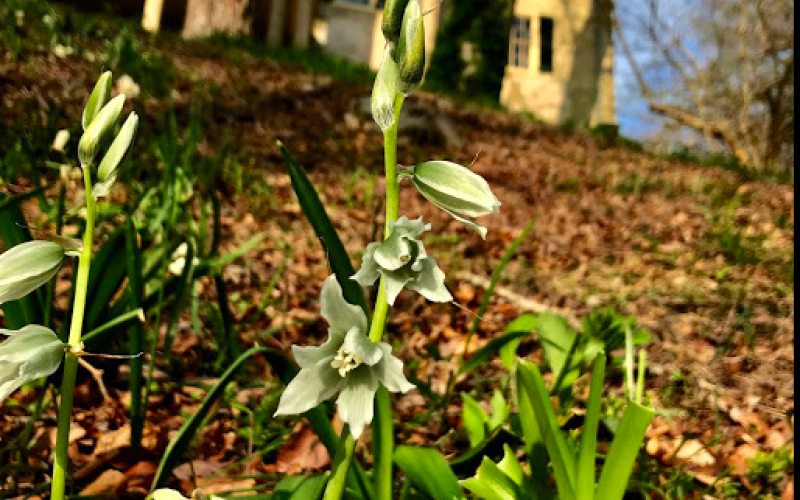 Ornithogolum nutans.png