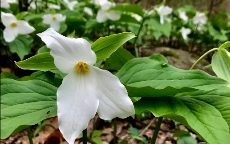 Trillium grandiflora.png