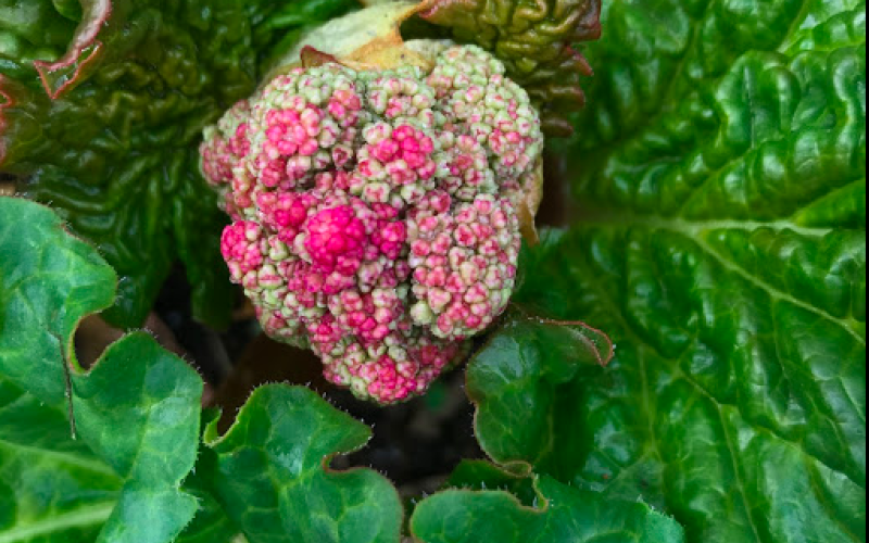 bloom-0424-Rheum rhabarbarum-garden-rhubarb.png
