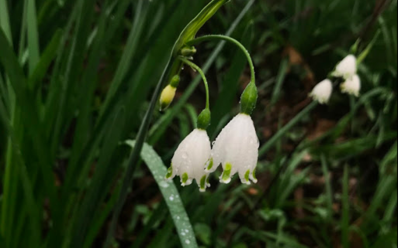 bloom-0424-eucojum aestivum- ‘Gravetye Giant’.png
