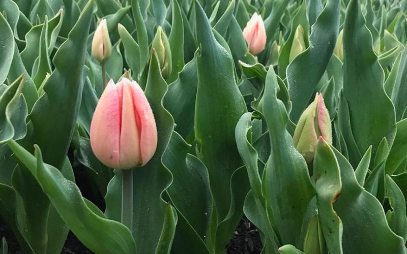 bloom-pink-tulips.jpg