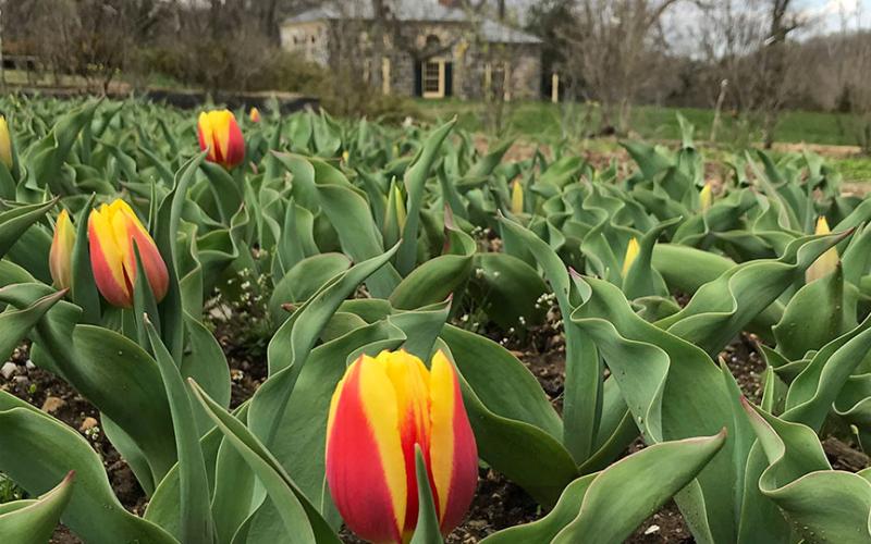 bloom-red-yellow-tulip.jpg