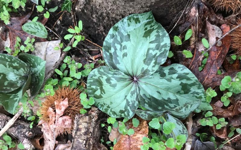 bloom-trillium.jpg