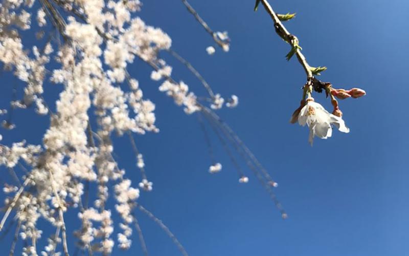 bloom-weeping-cherry.jpg