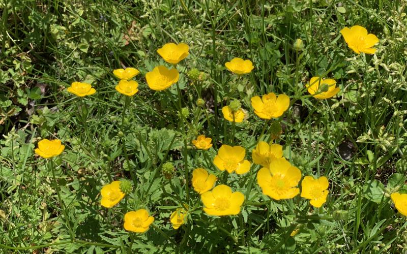 buttercups.jpg