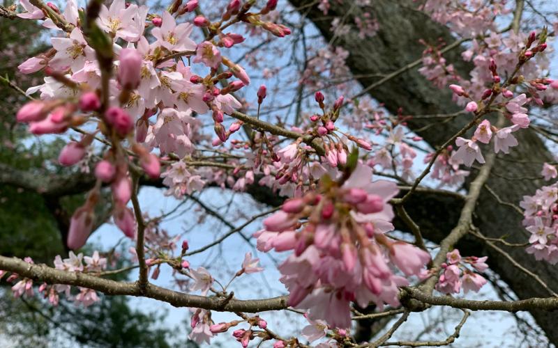 cherry-blossom.jpg