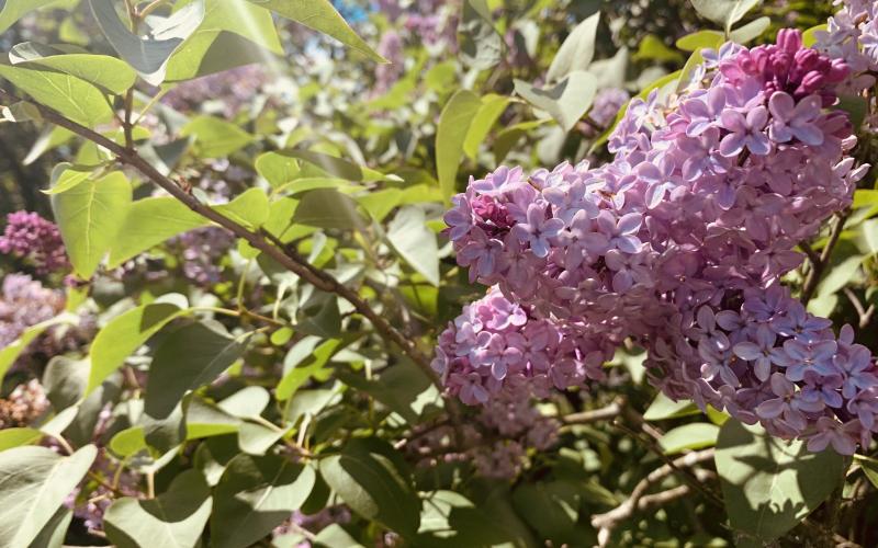 common-lilac.jpg