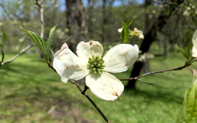 dogwood.jpg