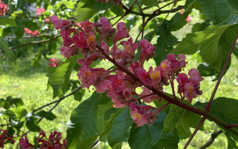 dupont-buckeye.jpg