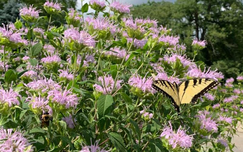 lemon-bee-balm-bergamot.jpg
