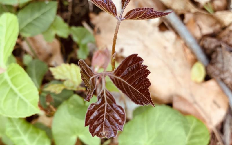 poison-ivy.jpg