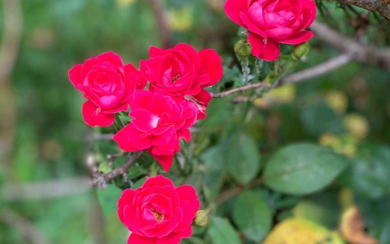 roses.jpg