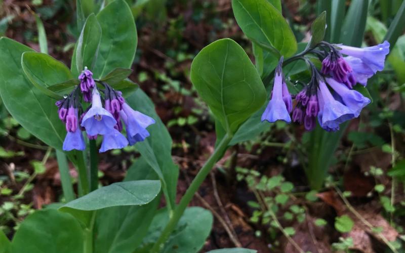 virginia-bluebells-mertensia-virginica-IMG_1840.jpg