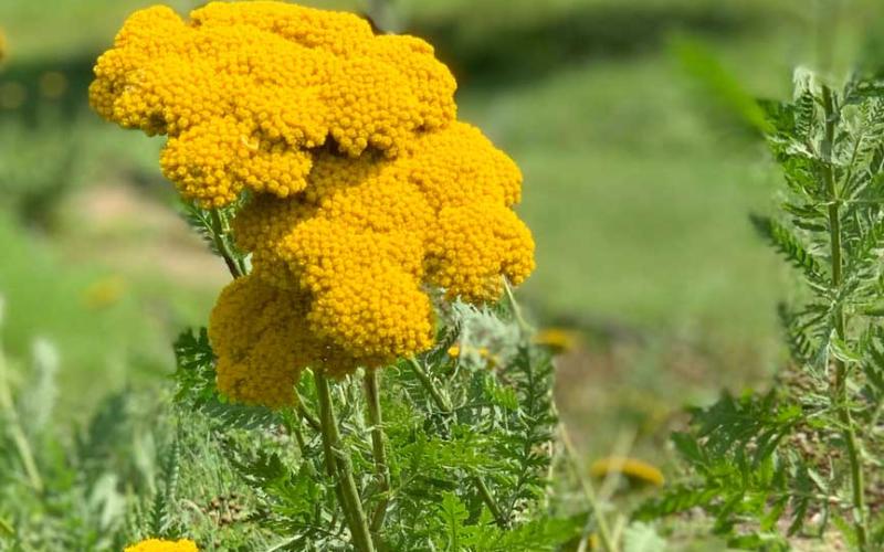 yellow-yarrow.jpg