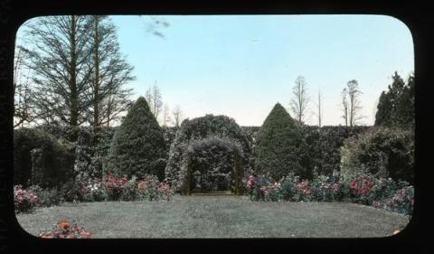 Hand colored lantern slide of a rose garden with shrubs and a floral arch.